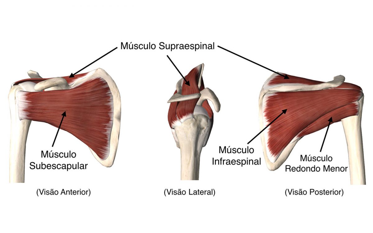 Anatomia Do Ombros Ortopedista Em Curitiba Especialista Em Ombro E