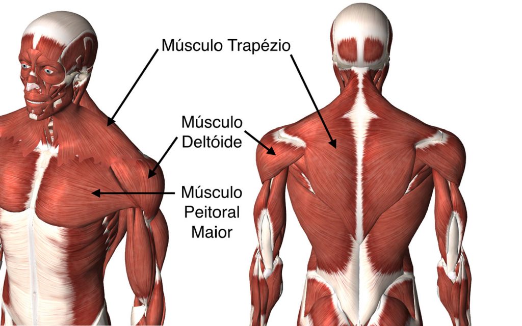 Mantener músculo cetosis